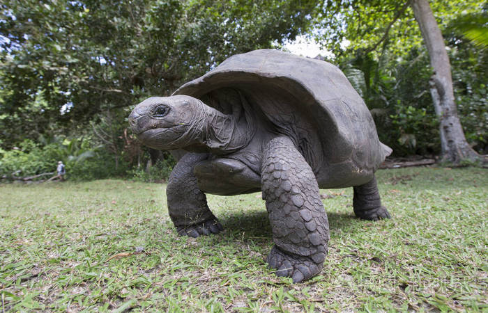 在塞舌尔的亚达伯拉象巨龟