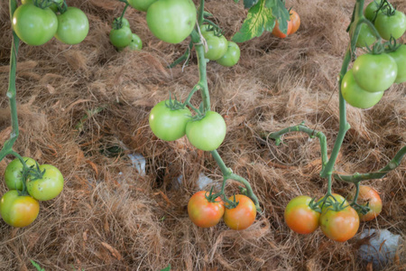 天然番茄植物显示在美食节图片
