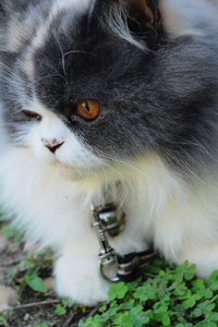 波斯猫品种，灰色和白色可爱