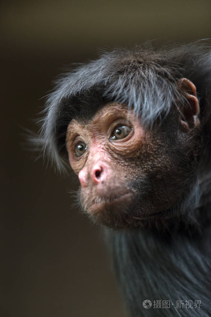 在自然中的蜘蛛猴