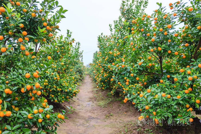 生长在河内的橘子