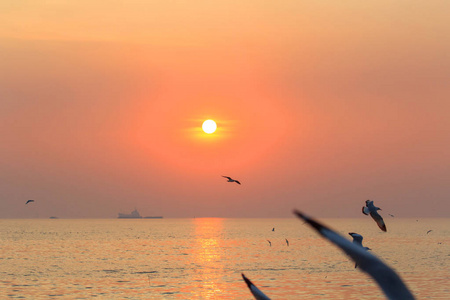 海鸥飞上蓝天