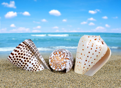 热带海贝壳