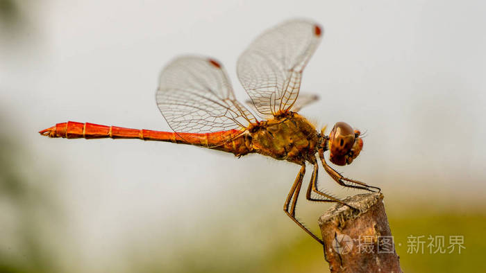 蜻蜓特写侧视图