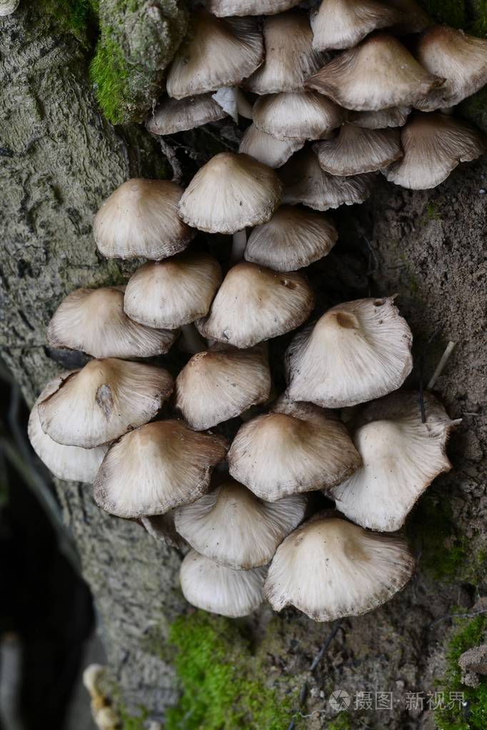 野生蘑菇的详细信息