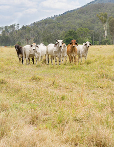澳大利亚农村现场与七只母牛图片
