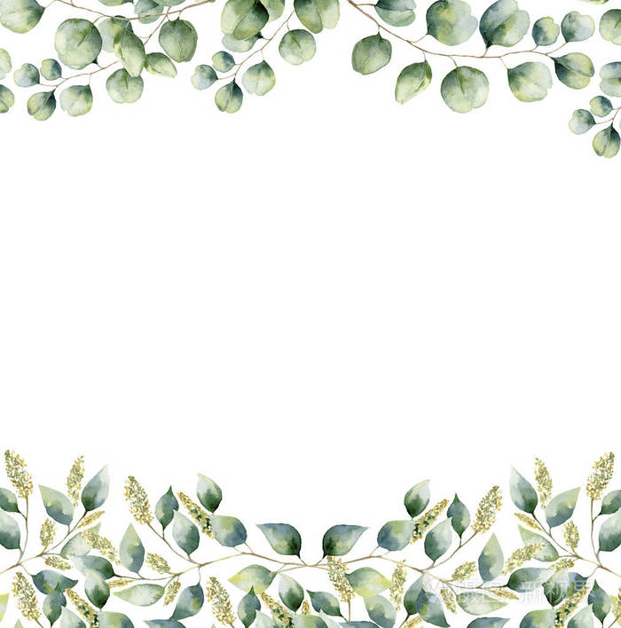 手绘边框用树枝和树叶的桉树孤立在白色背景上.设计或背景
