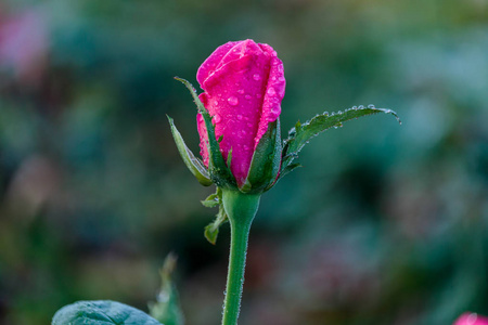新鲜的玫瑰，在花园里的自然背景
