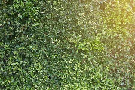对冲绿色的叶子像一堵墙。背景