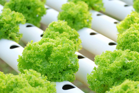 有机水培蔬菜农场概念照片