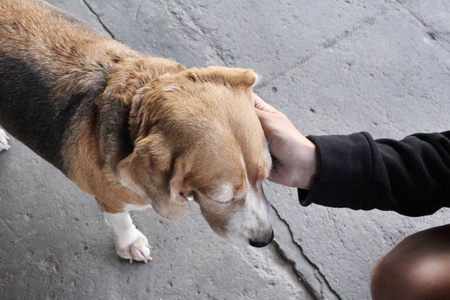 用一只手比格犬