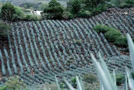 龙舌兰酒景观