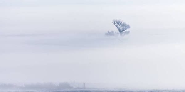 在雪原与冬季大雾光秃秃的树上