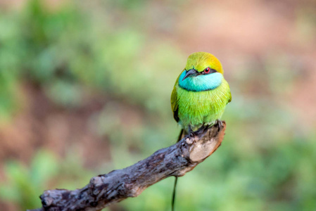 绿色食蜂鸟或 Merops 侧柏