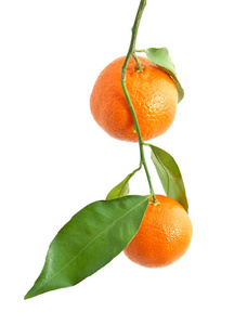 Isoalted 水果橘
