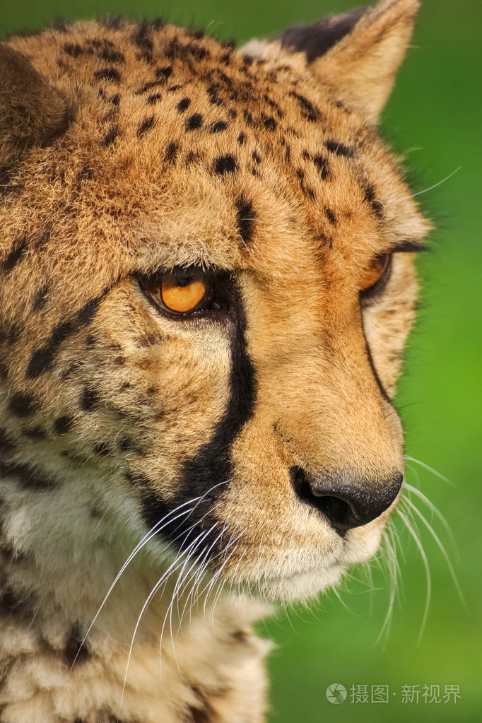 头猎豹野兽野生动物