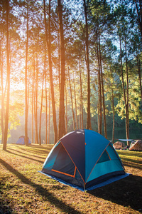 野营帐篷下彭 ung，日落的松林松森林公园