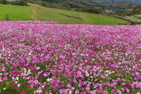 在花园里的粉色波斯菊花海.照片
