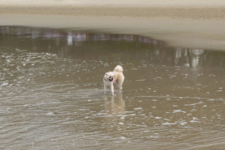 狗太可爱的米色旅行在海滩