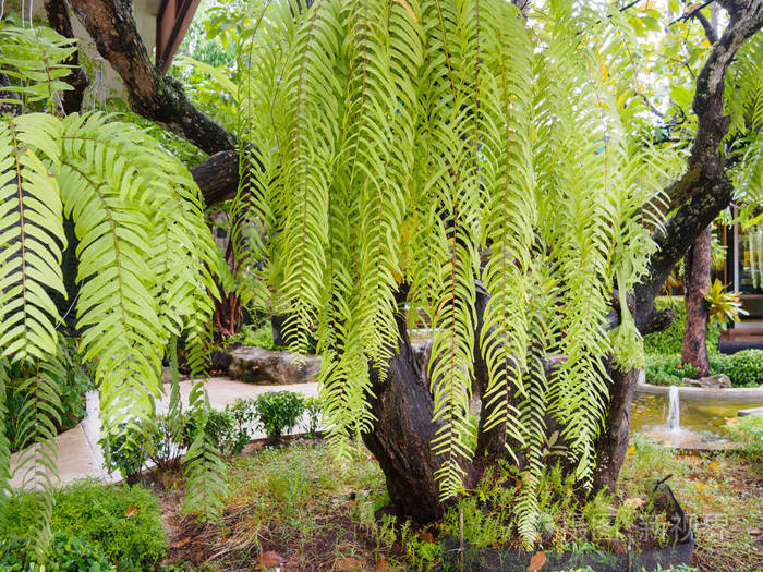在阳光下挂在树上的巨大鹿角或埃尔克霍恩蕨类植物鸭瑞蒙附地的边缘