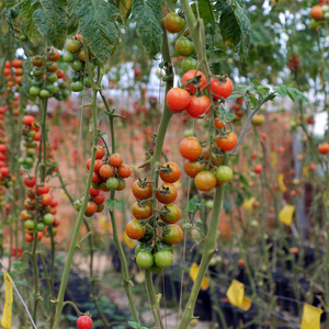 安全的蔬菜农场，大叻番茄花园