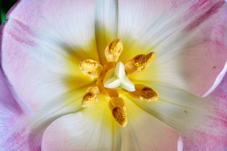 郁金香花雌蕊特写镜头