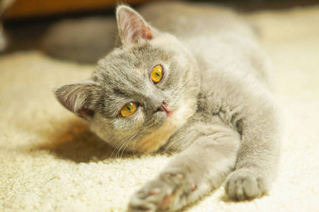 一只灰色的苏格兰小猫躺在白色的地毯上，有问题地伸展着腿