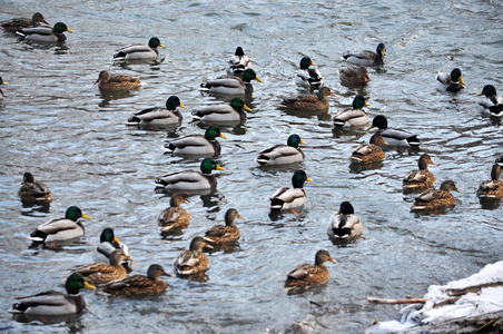 一群野生 ducks10