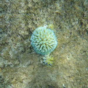 石白珊瑚作为热带的海床上的一朵菊花