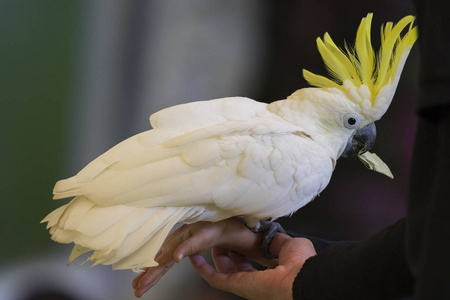 含硫量凤头鹦鹉或 cacatua 不上自然的形象