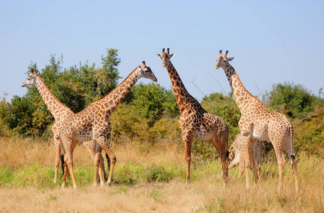 长颈鹿群图片