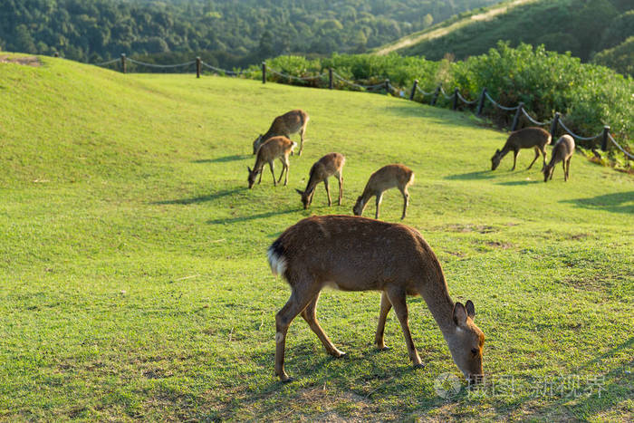 野鹿在室外的组