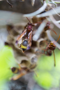 黄蜂巢图片