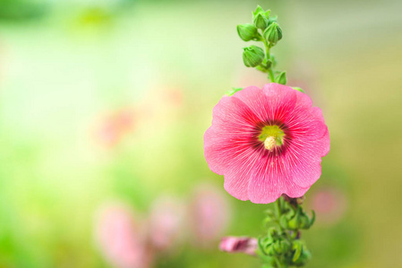 粉红色的花朵在花园里与模糊的背景