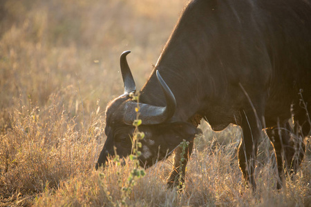 水牛在夕阳光吃草