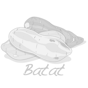 Batat，甘薯插图上白