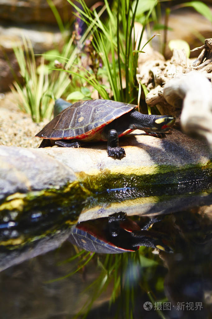 柏林动物园里的龟