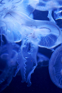 在柏林水族馆水母