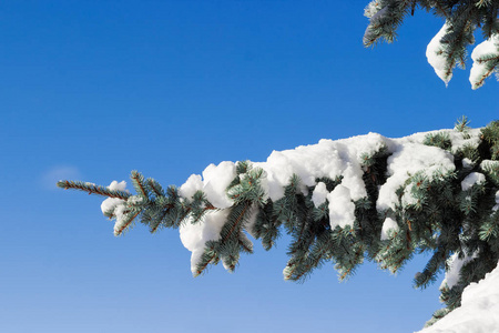 一个蓝色云杉的分支覆盖着雪特写镜头