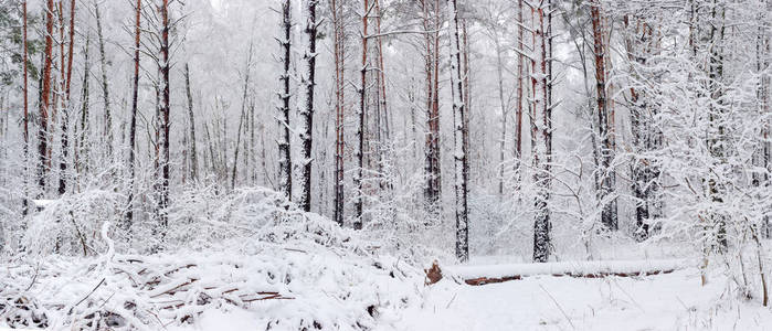 在降雪冬季森林的全景