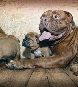 纯种波尔多小狗和他的母亲