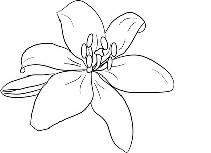百合花瓣图片-百合花瓣素材-百合花瓣插画-摄图新视界