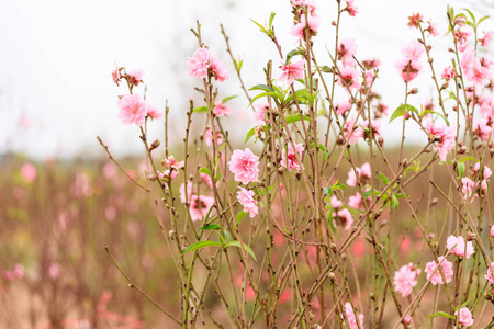 河内的花