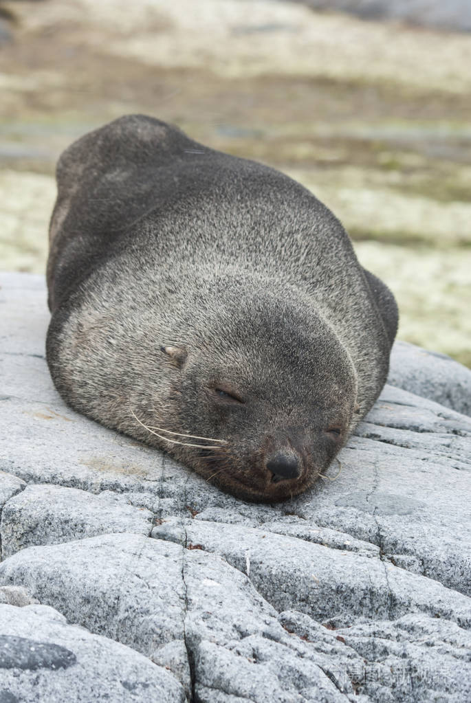 南极海狗的小南极岩石上睡觉的照片-正版商用图片0we9cm-摄图新视界