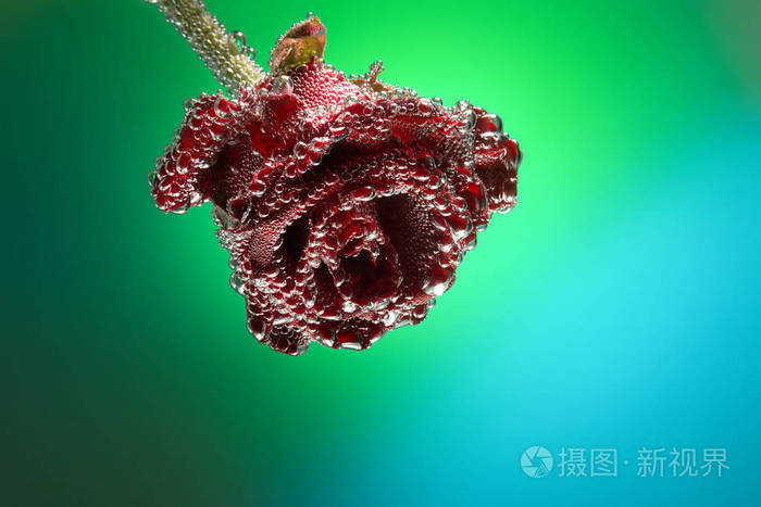 礼品卡玫瑰覆盖着在绿色蓝色渐变背景上隔离的气泡并为文本提供空间