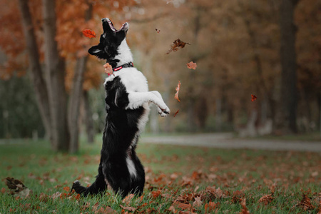 边境牧羊犬的狗小狗跳跃和捕下降秋季叶在公园
