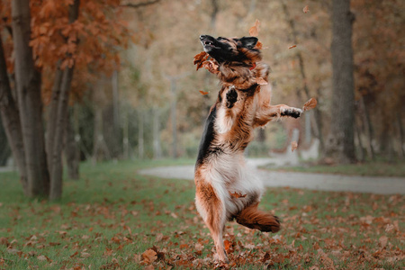 捕狗人德国牧羊犬的狗跳和捕下降秋季叶在公园照片