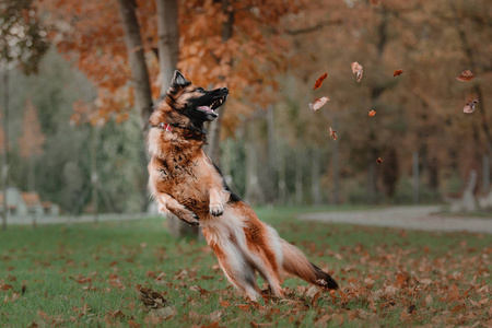 捕狗人德国牧羊犬的狗跳和捕下降秋季叶在公园照片