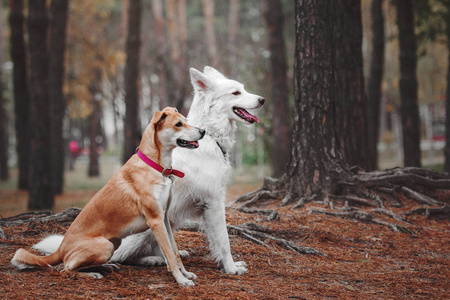 两个混合品种的狗红色和白色围坐在一起，在秋天的树林