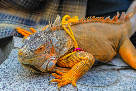 常见鬣蜥是属,原产于热带的杂食性动物蜥蜴照片